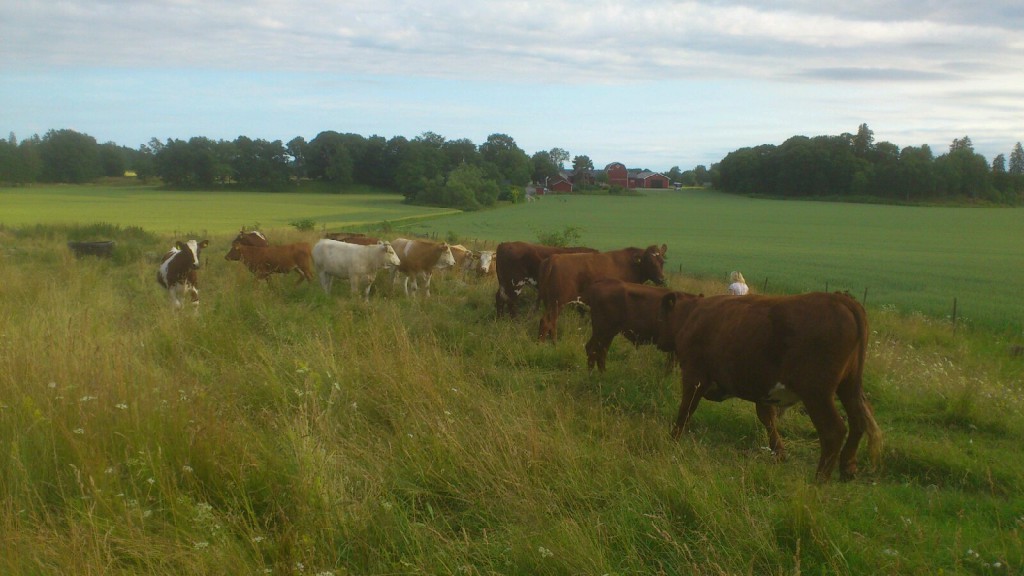 Kor på grönbete